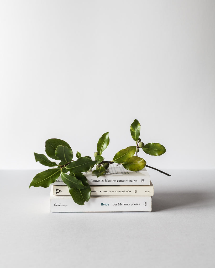 Calathea White